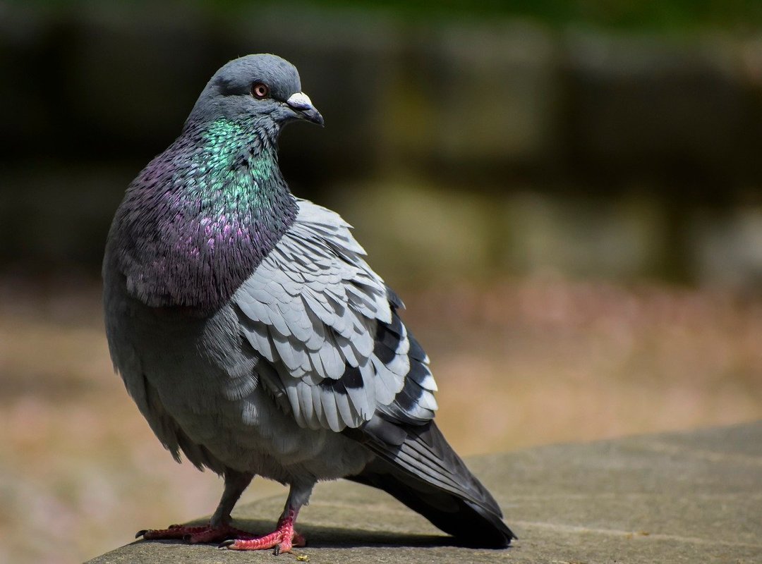 What Sets This Platform Apart from the Competition