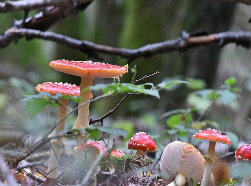 feliz cumple sobrina gif